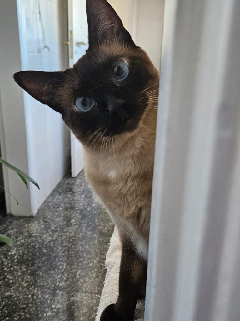 malu-gata-gio